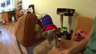 Наше чудо Оскар в новом свитере)