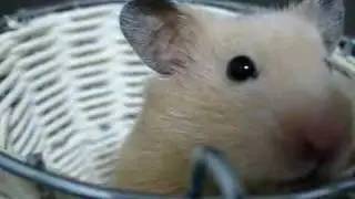 ハムスター置物