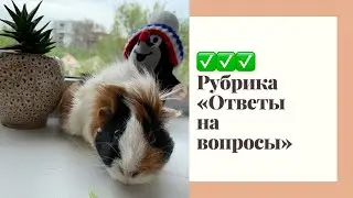 Как познакомить морских свинок? Морская свинка грызет коврик ПВХ, что делать? Вопрос-Ответ