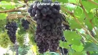 Сорт винограда: Мускат кубанский