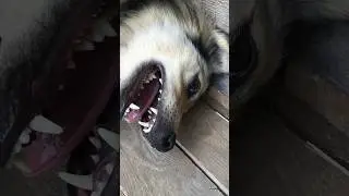 На сколько умными бывают собаки?