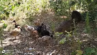 the chicks growing fast, after 01 month they are so cute