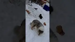 Ворона и шпиц