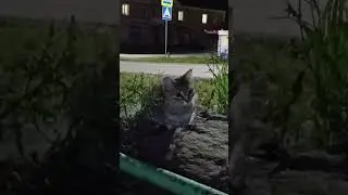 домашние питомцы южный урал #урал #кошка #питомцы