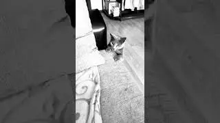 #cat #топ #кот #котики