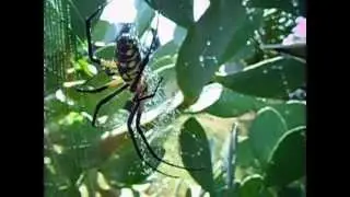 Black & Yellow Garden Spider - Cactus