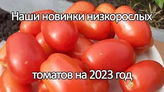 Наши новинки низкорослых томатов на 2023 год