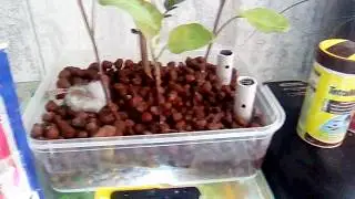 L'aquaponie c'est quoi ?
