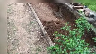 Посадка голубики