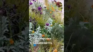 Natural style garden Сад в природном стиле. Сидландия -семена растений для сада и дома seedlandia.ru