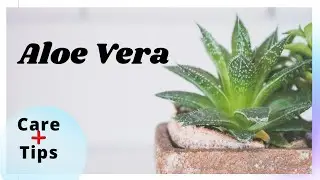 Aloe Vera Plant care & Tips (rescue)