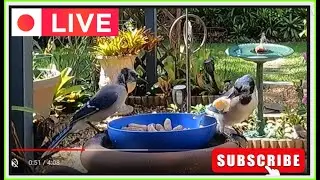 LIVE WEBCAM But with Birds, Bunnies Squirrels more