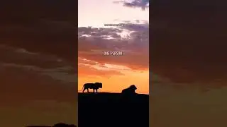 LION WORLD🔥| ft.LION #lionattitudestatus #lion #lionquotes