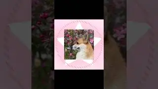 Я милый?☺️ #corgi #corgipuppy #reels #рекомендации #top #щенки #cute