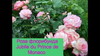 Роза флорибунда Jubile du Prince de Monaco (Юбилей принца Монако).  Видео обзор