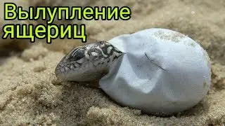 Вылупление ящериц!!!