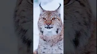 Спидран по Шортам 100