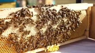 Сотовый мёд, польза сотового мёда