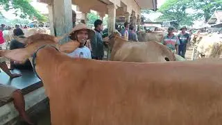 REVIEW HARGA SAPI BABONAN MURAH MERIAH