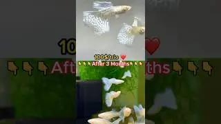 Guppy Fish Care - How to Set Up The Best Guppy Breeding Tank 
