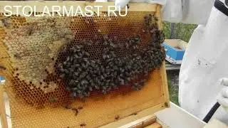 Пчелопакеты из нуклеуса