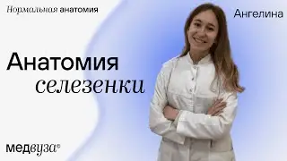 Селезёнка: синтопия, связки, строение, функции, кровоснабжение и иннервация | Нормальная анатомия