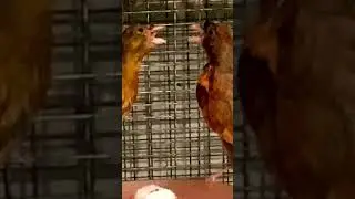 Куш бозори