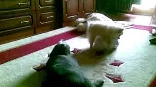 мой шпиц.)видео только для взрослых)