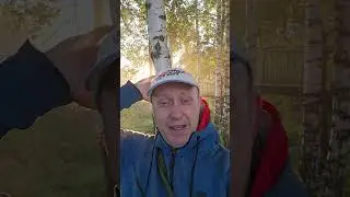 Молодая березка