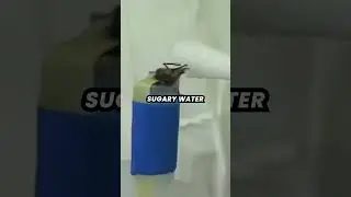 How Bees are trained to detect BOMBS