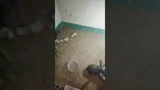 تربيه الارانب علي الارض الحلقه (1)