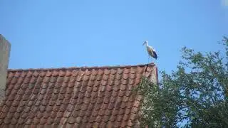 Аист на крыше