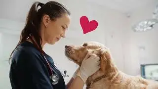 AAHA simplifies the journey towards excellence for veterinary practices.