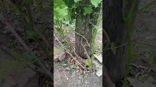 Зеленые операции на винограднике🍇 #виноделие #вино #дача #сад