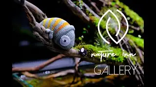Nature Inn Gallery /Paludarium Tank