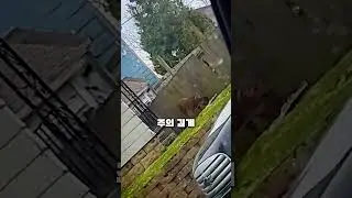 방금 배달한 피자를 다 먹어버린 옆집 개