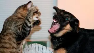 Funny Cats And Dogs Part 7 - Funny Cats vs Dogs - Funny Animals Compilation