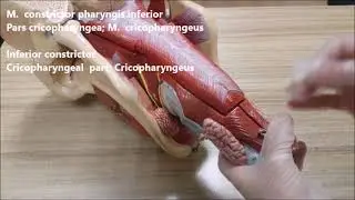 Pharynx constrictor kasları anatomisi