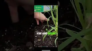 HOW TO EASILY REMOVE …#shortsviral #shortsfeed #growth #seeds #farm #growingseason #short #plants