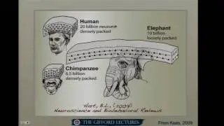 Michael Gazzaniga - What We Are