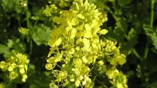 Automatic tube filling sealing machine for mustard production Наполнения и закрытия тюбиков машины
