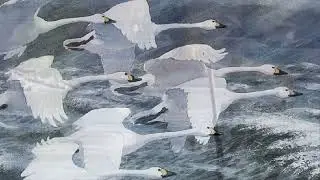 Лебеди мои
