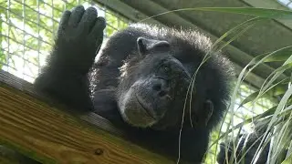 Chimpanzees in Need Insider Briefing - December 14, 2022
