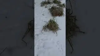 Фазаны бегают на кормушку😍