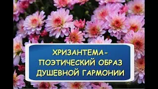 Хризантема - образ душевной стойкости и гармонии