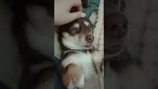кайфует 🐶 #dog #юлияветеринар #like