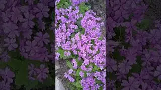 Что это за примула такая цветение которой напоминает сакуру