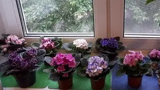 Фиалки промышленных сортов! За и против!