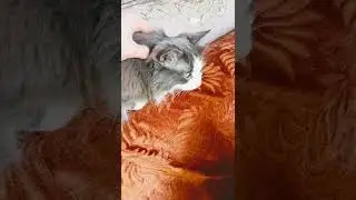 бедная кошка что пережила #shorts
