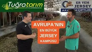 Avrupa'nın En Büyük Jersey Çiftliği
